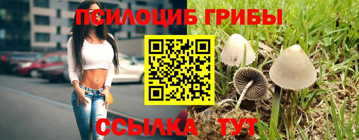 Губаха  Псилоцибиновые грибы Psilocybe  Вход с VPN 